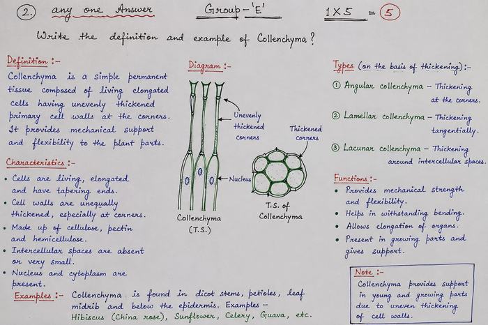 Handwritten Biology notes — Collenchyma